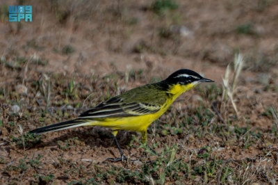 طائر الذعرة الصفراء يحط في الحدود الشمالية