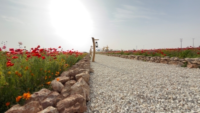 روضة هباس.. زهورٌ نابضة بالحياة ترسم ملامح الربيع