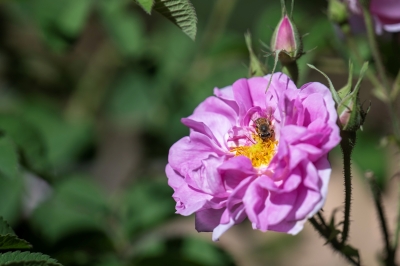 ورد الطائف.. تقطير يروي حكاية عطر لا يبهت
