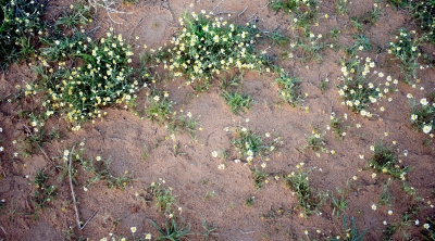 زهور الأقحوان تلوّن مشاهد الربيع في القصيم