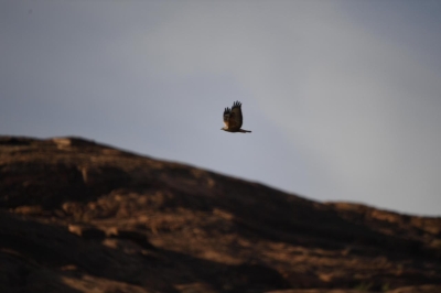 الحدود الشمالية تشكل مساراً مميزاً لهجرة الطيور بالربيع