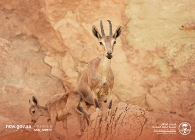 ولادة أول وعل بمحمية الوعول في 2026