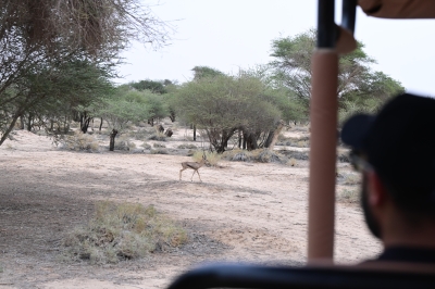 التنوع يعزز التأمل بأحضان الطبيعة في الحِجر بالعُلا