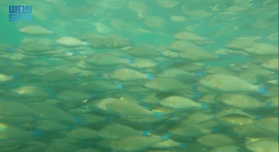 ظهور أسراب سمك الحريد بشواطئ جزر فرسان