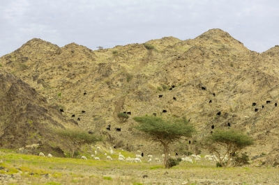 الربيع يكسو أودية أملج بالخضرة ويشجع رحلات البر