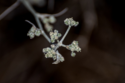 عودة القرضي.. علامة حياة في براري الحدود الشمالية
