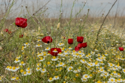 الديدحان ترسم لوحات طبيعية في براري الحدود الشمالية