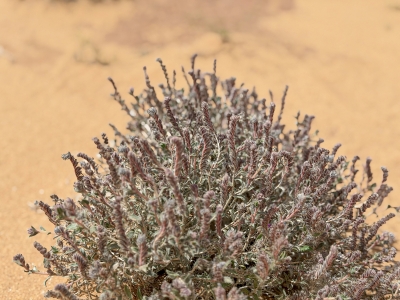 الحَلَم.. نبات صحراوي يحتضن براري القصيم