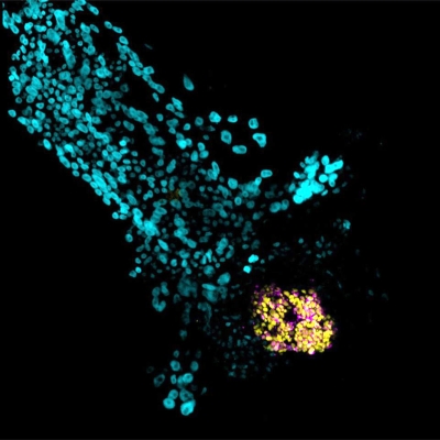 كاوست تكشف آلية جديدة لفهم المراحل الأولى للجنين