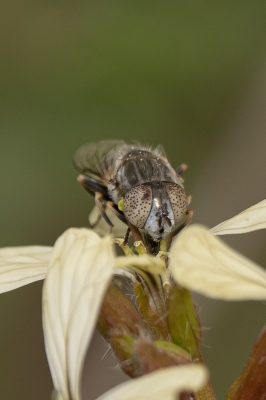 الذباب الحوّام يثري التوازن البيئي في الحدود الشمالية