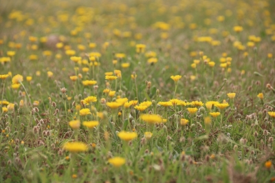 خزينة رفحاء تتحول لوجهة ربيعية مفضلة بعد الأمطار