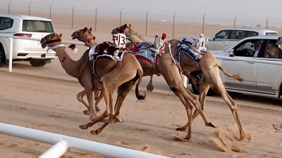 ختام سباق الهجن لفئة المفاريد بميدان وادي الدواسر