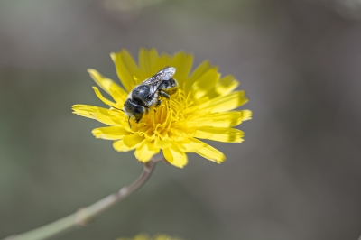 النحل القارض.. مهندس أعشاش الطبيعة في شمال المملكة