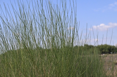 المرخ.. نبات صحراوي يعزز توازن بيئة جازان