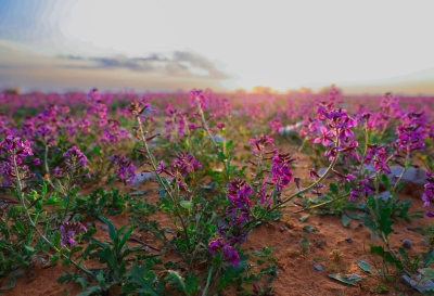 عقود استثمارية لتطوير 3 متنزهات وطنية