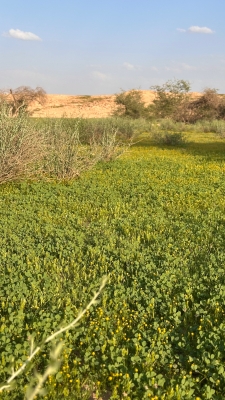 البابونج الذهبي يزهر في الحجرة بعد الأمطار