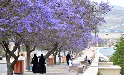 أبها تتزين بالبنفسجي في ذروة موسم الجاكرندا