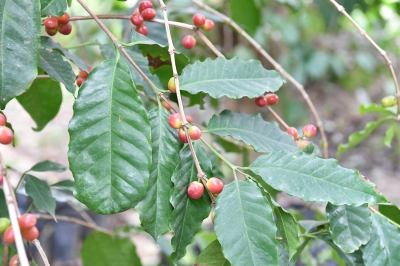 مزارع البن في جازان تتحول إلى وجهات ريفية جاذبة