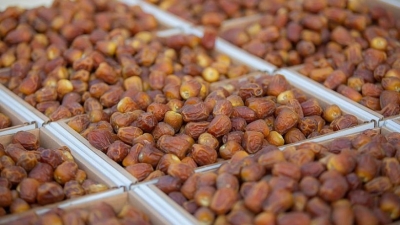 نمو قياسي لصادرات التمور في 2025 بارتفاع 14.3%