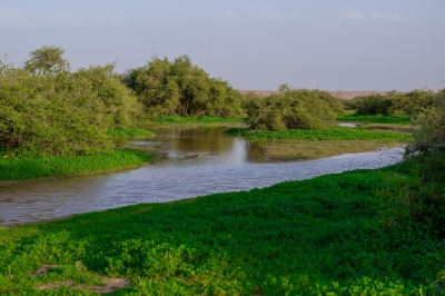 التنوع النباتي برفحاء.. لوحة ربيعية زاهية