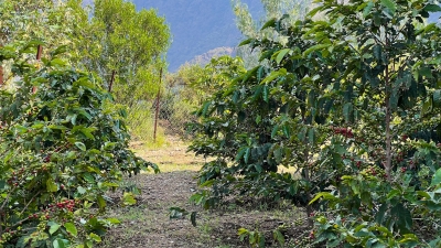 التوسع بزراعة البن في عسير