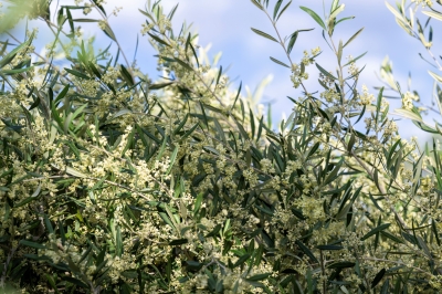 أزهار الزيتون تبشر بموسم واعد في تبوك