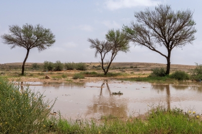 القصيم تزدهر.. موسم مطري يرسم لوحة طبيعية آسرة