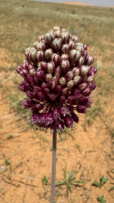 زهور الكراث.. توقيع الربيع على أرض القصيم