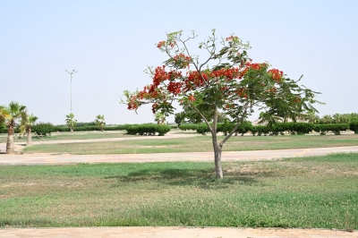 البونسيانا الحمراء.. لوحة طبيعية تزين شوارع جازان