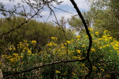 نجران تتجمل بلوحة طبيعية رسمتها الأمطار