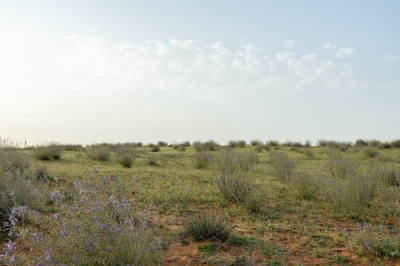 العَهْنة.. نبتة صحراوية تخطف الأنظار في أم طليحة