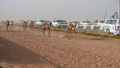 سباق المفاريد السنوي بميدان حائل للهجن يشهد تنافسًا قويًا
