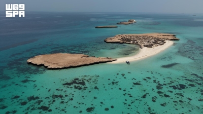 نوارس فرسان تُزيّن جزيرة أبو شوراية