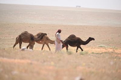 الرعي.. مهنة متجذرة تدعم الأمن الغذائي بالشمالية