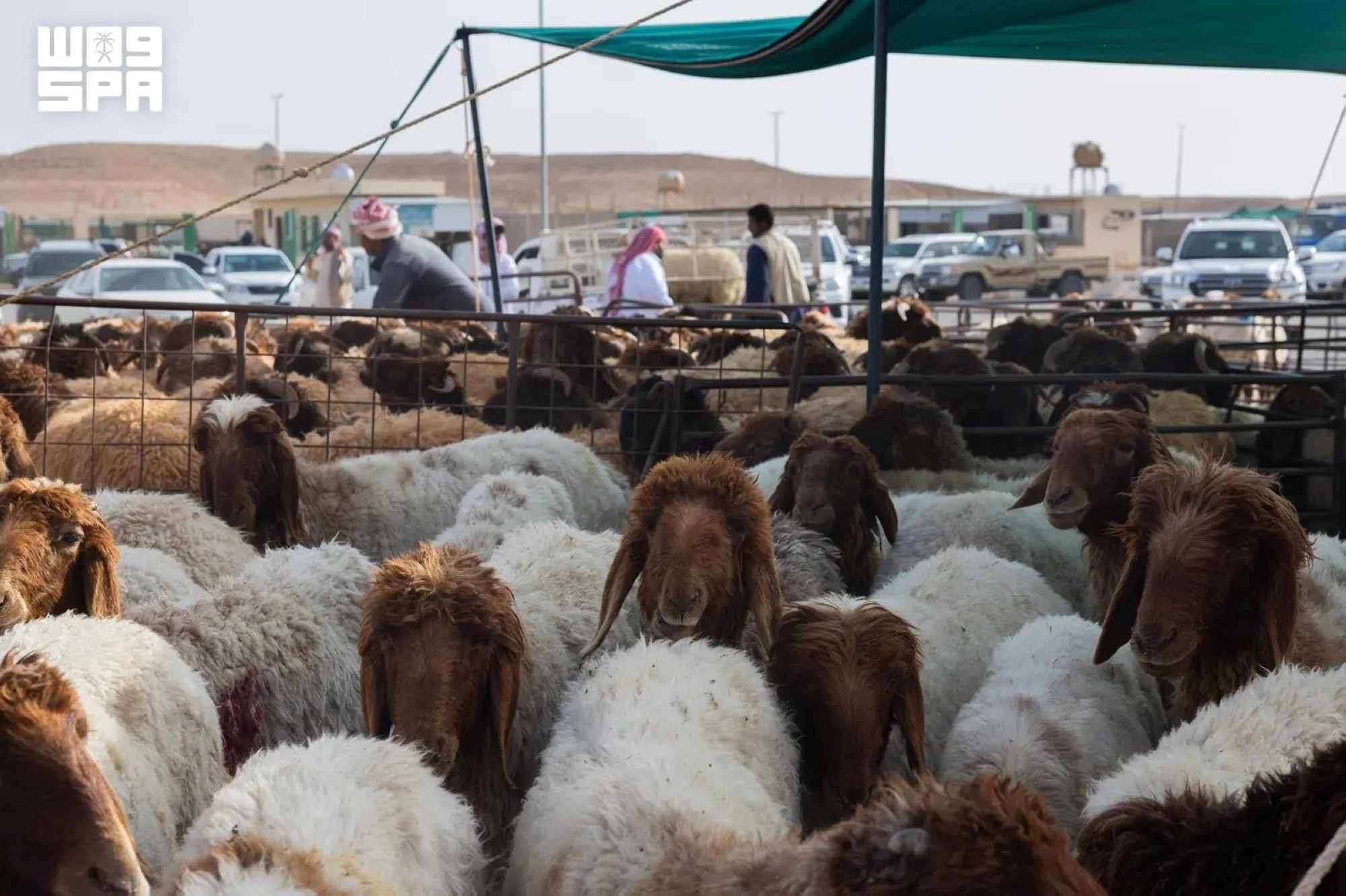 منصات إلكترونية تعيد تشكيل سوق الأغنام