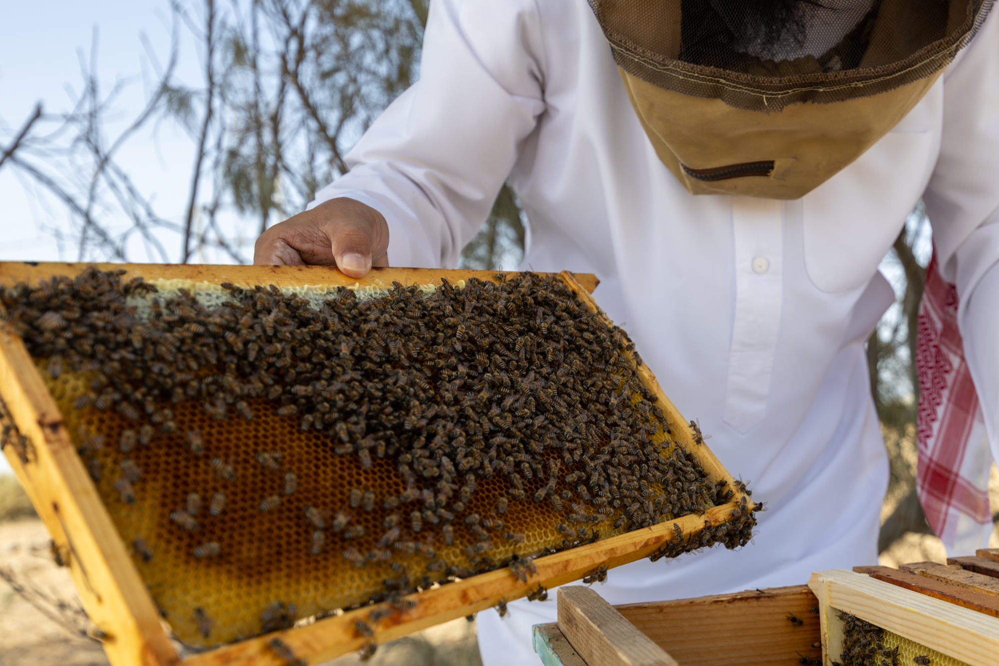 موسم السمر.. رحيق وفير يعيد الحياة لمناحل أملج