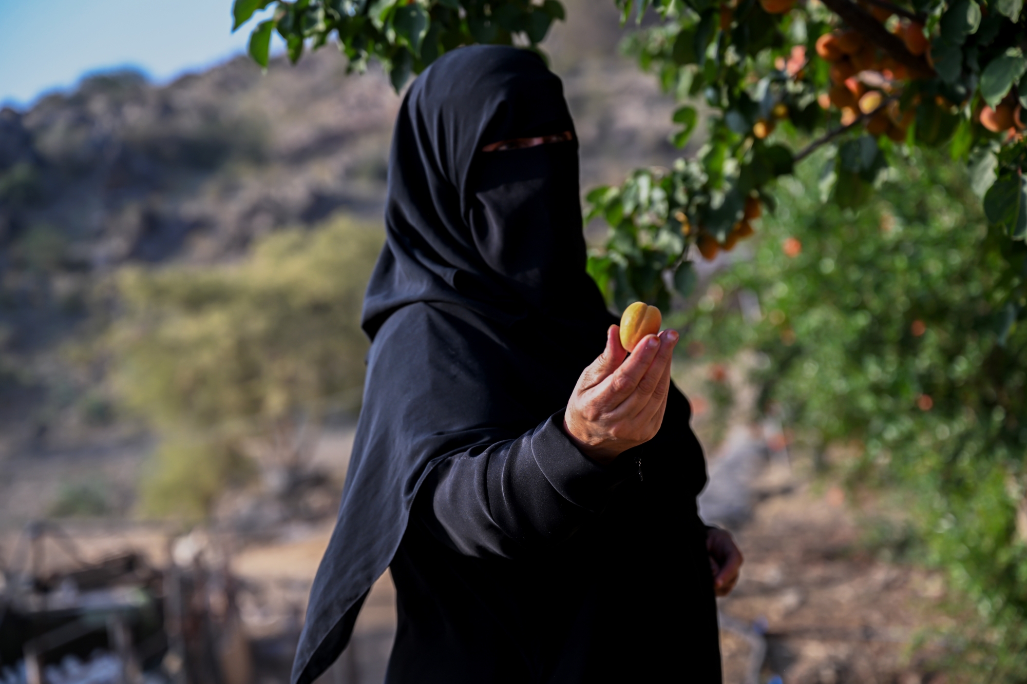فواكه الصيف تزين مزارع الباحة وتنعش موسم الحصاد
