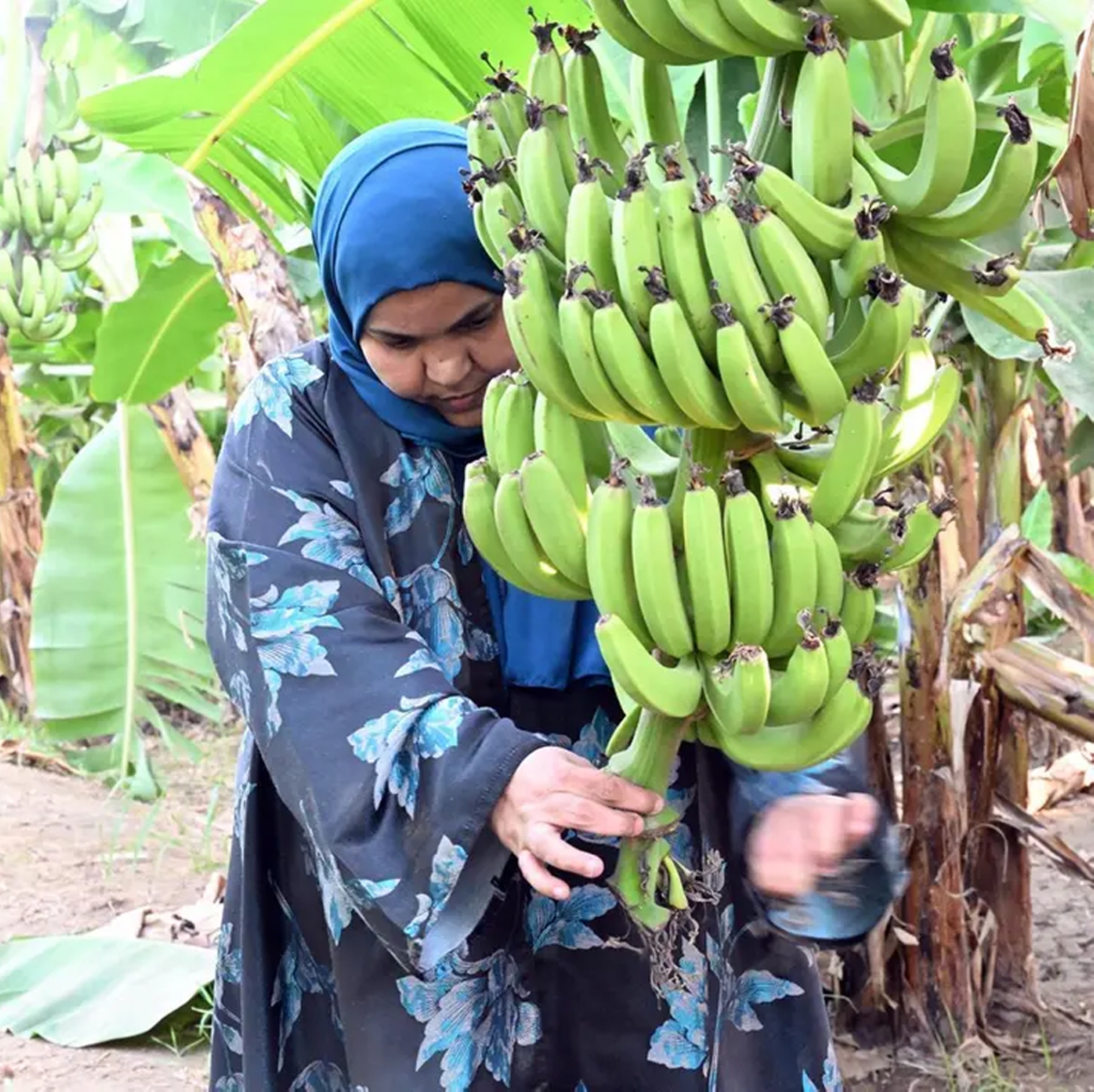 "زليخة".. من الموز الملوّن إلى منتجات صحية بنكهة جازان