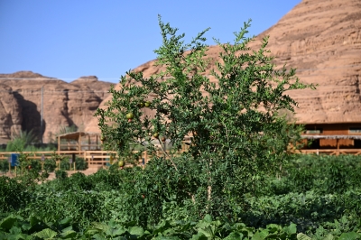 العُلا تستقبل موسم الفواكه الصيفية بوفرة المحاصيل