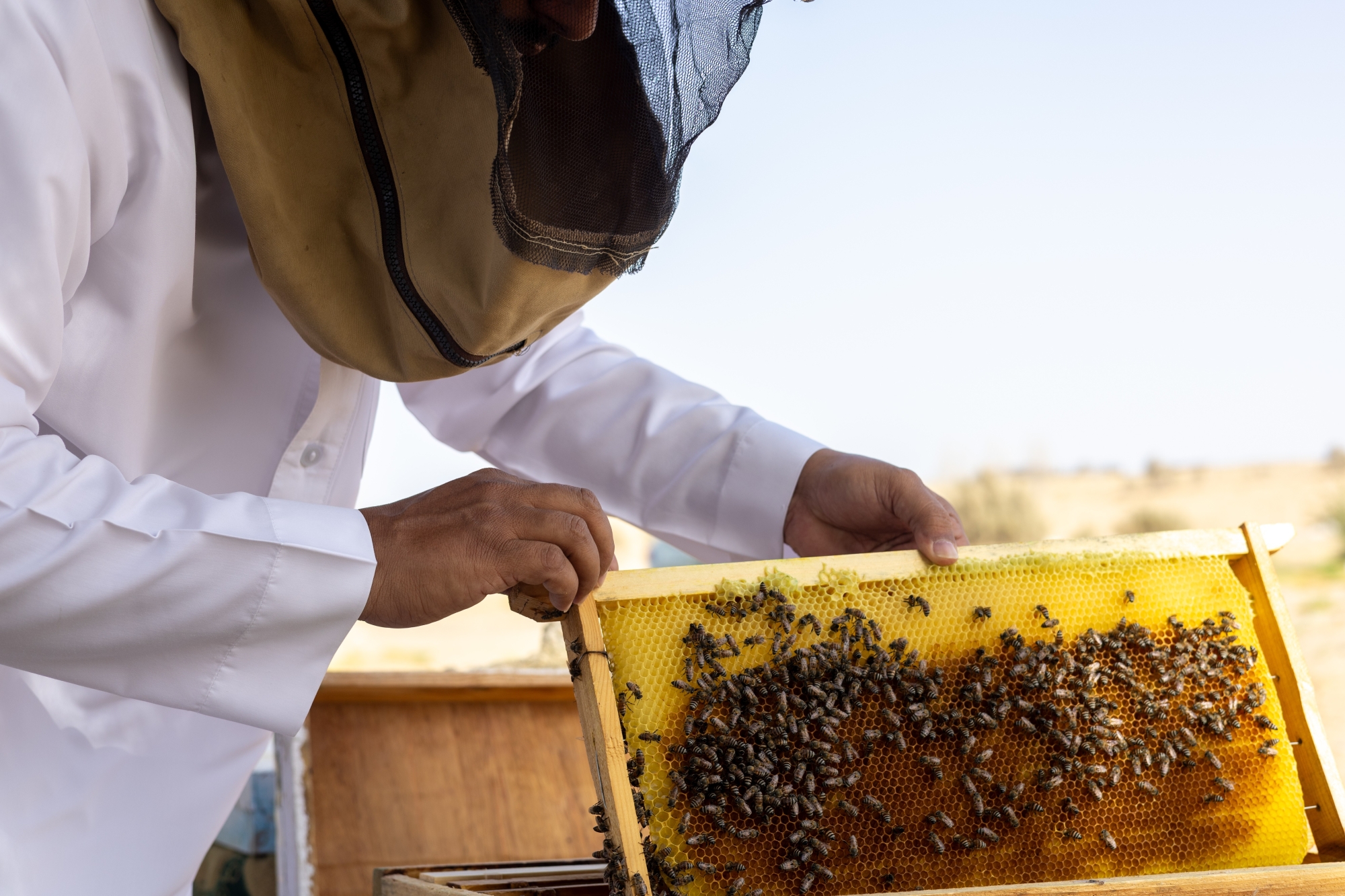 محمية الإمام عبدالعزيز تفتح أبوابها لاستثمار العسل
