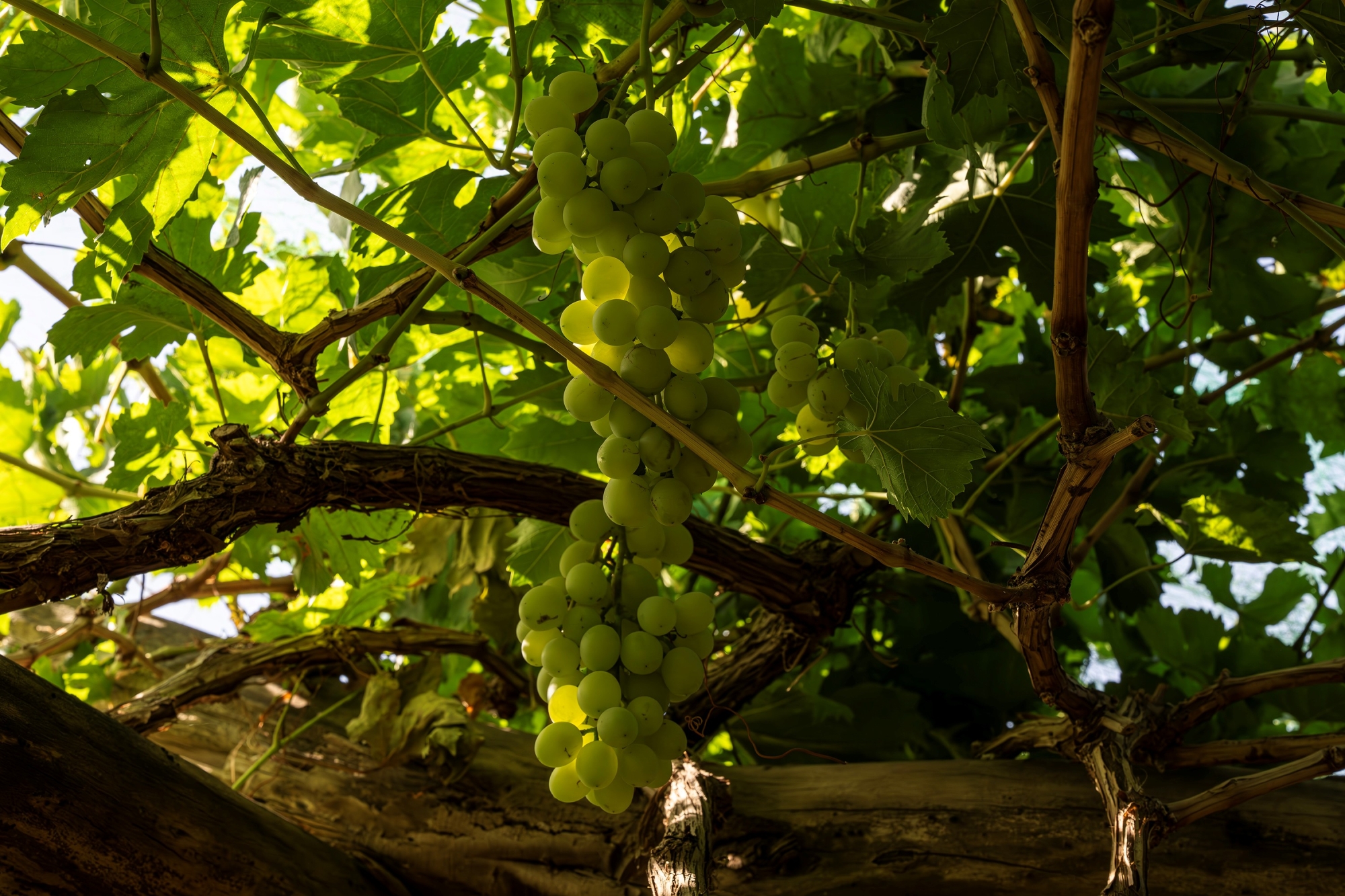 عنب نجران يعود للأسواق بنكهة متفردة