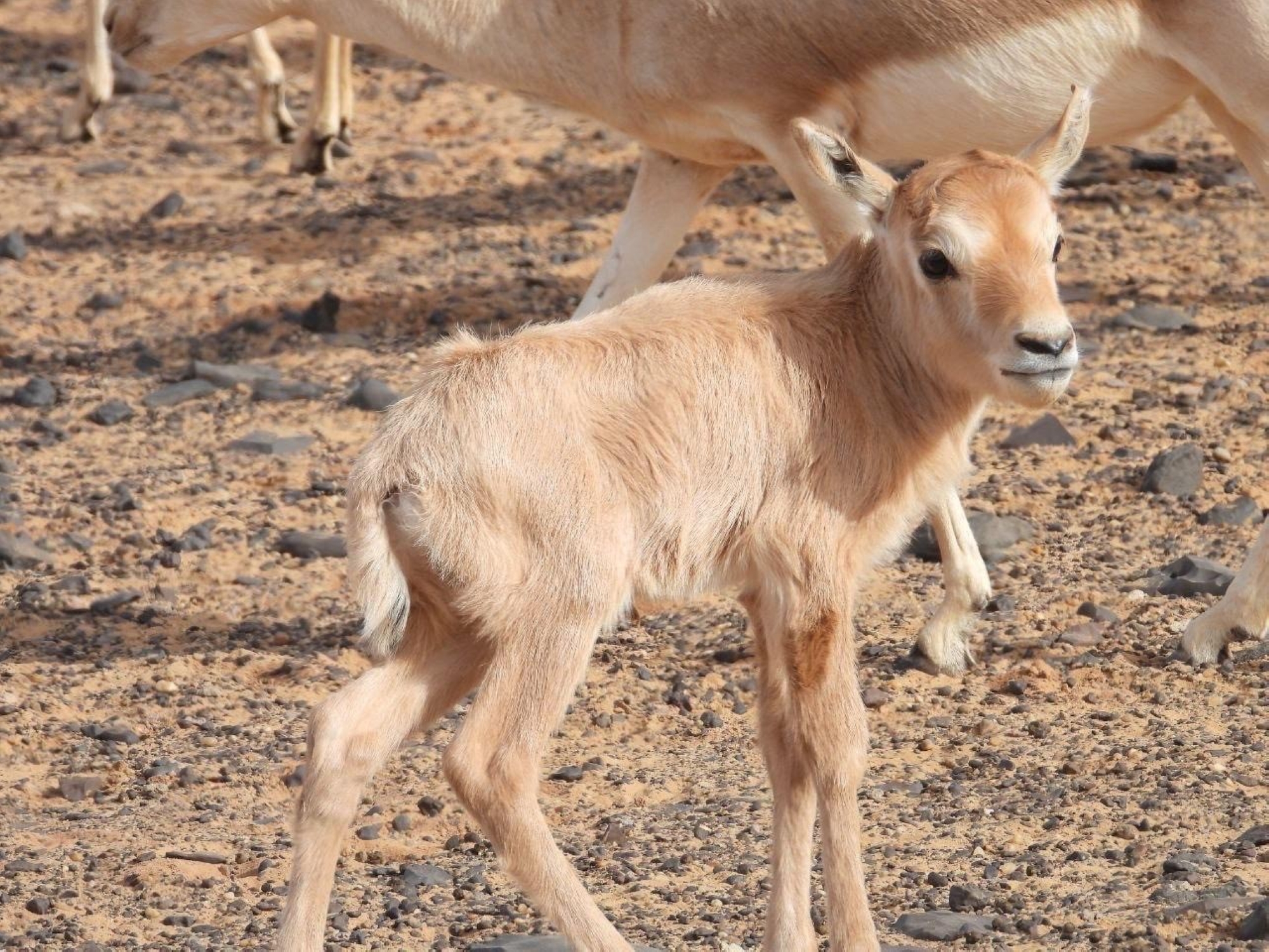 عودة المها العربي: 90 عامًا من الغياب تُطوى في محمية الملك سلمان